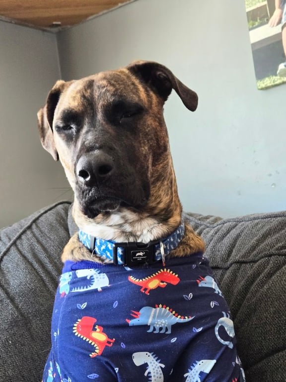 Mary’s Dogs Rescue & Adoption