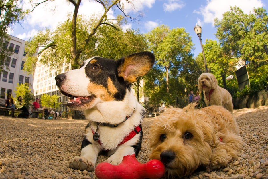 NYC Doggies