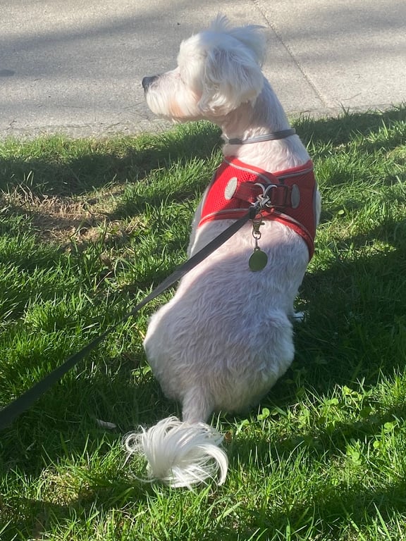 Benson Dog Park