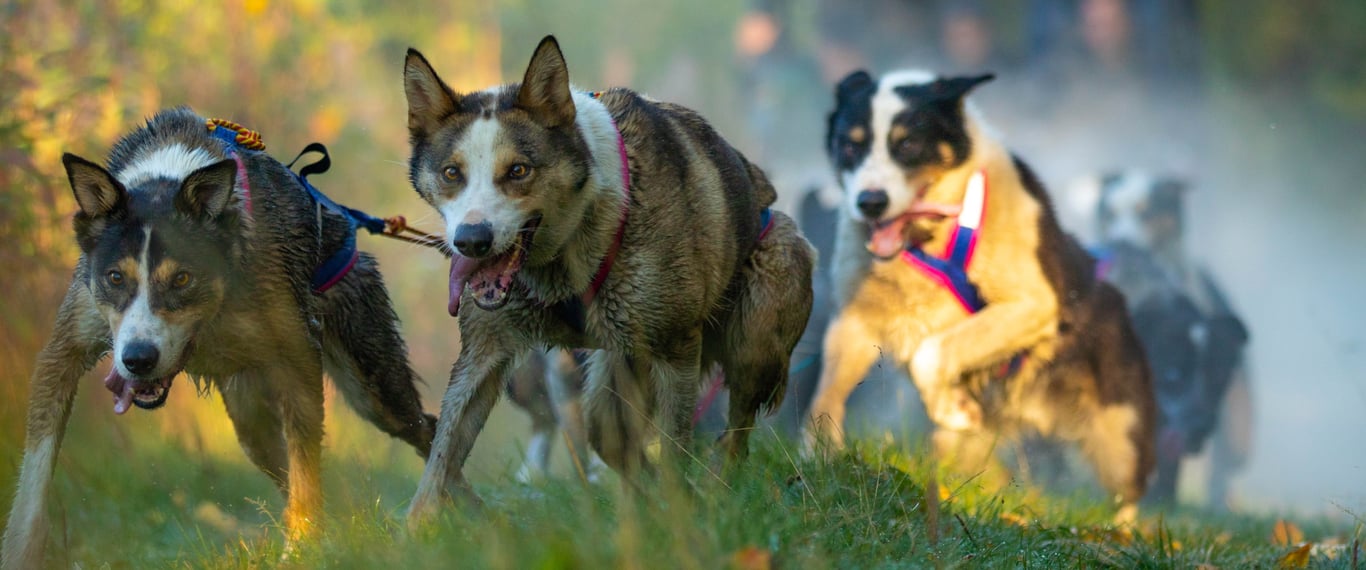 Vern Halter’s Dream A Dream Sled Dog Tours