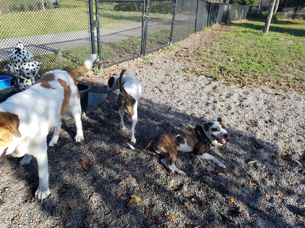 Dog Park & Bone Run