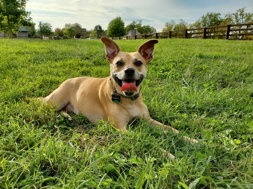 Pleasant Ridge Dog Park
