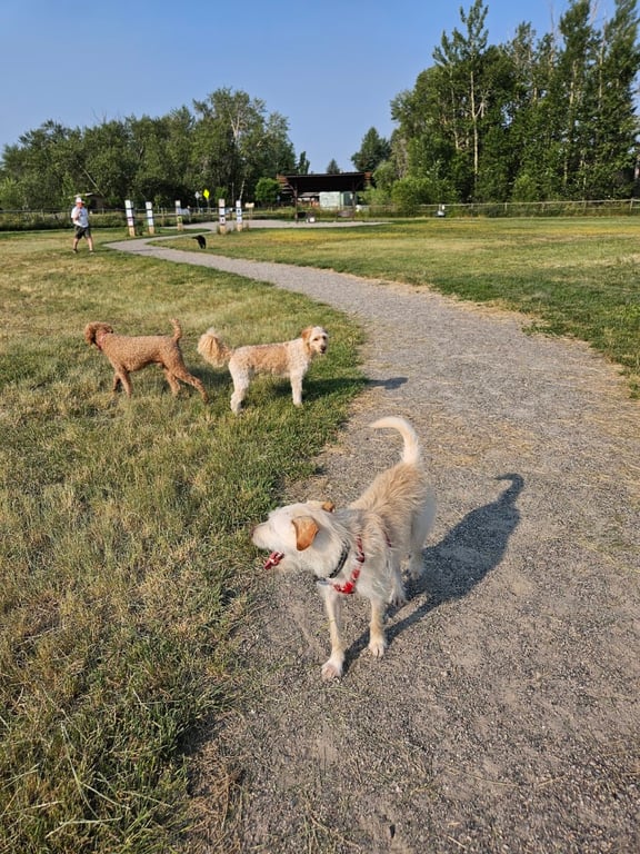 Lewis and Bark Dog Park