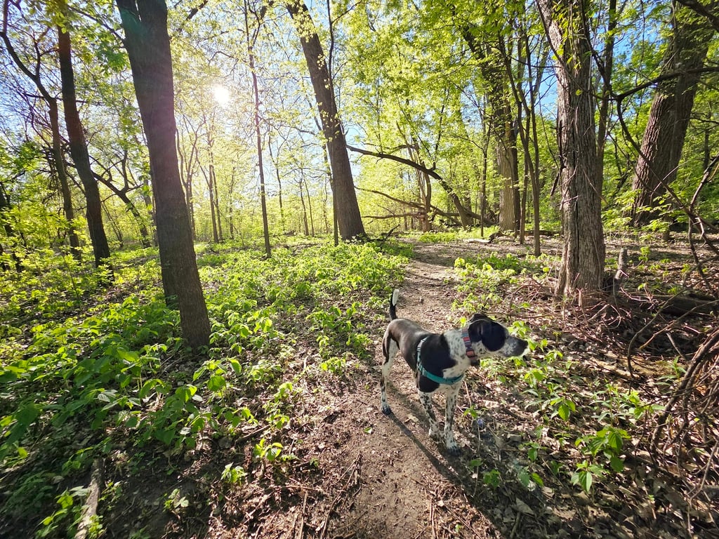 Lilydale Off-Leash Dog Park