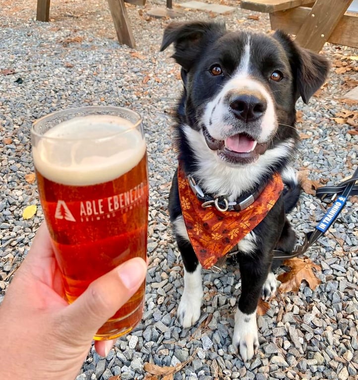 Golden Dog Adventure Co.