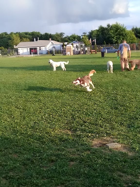 Paws ‘n Play Dog Park