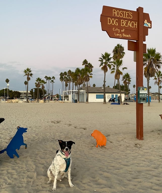 Rosie’s Dog Beach