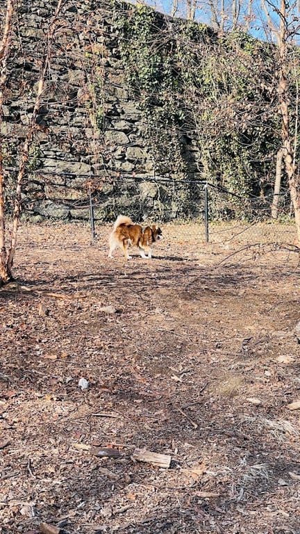 Sir William’s Dog Run