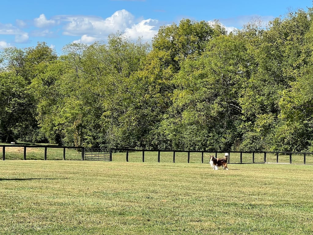 Woodford County Dog Park