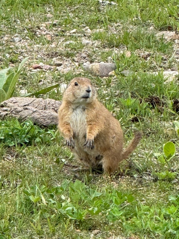 Prairie Dog Town