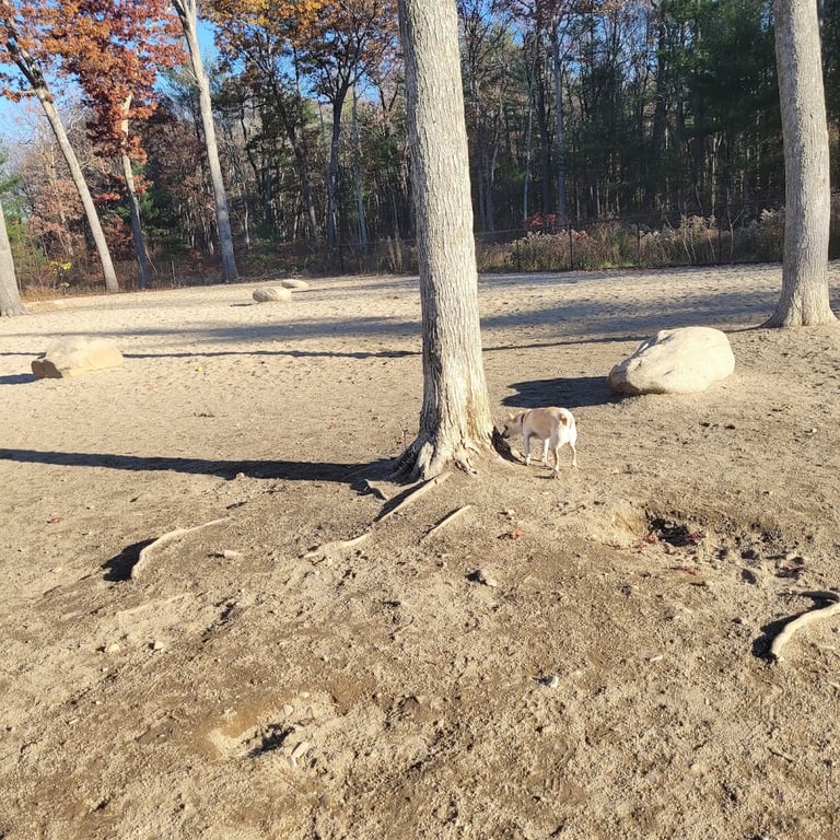 Ayer Dog Park