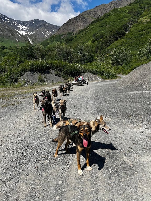 Girdwood Summer Sled Dog Adventure