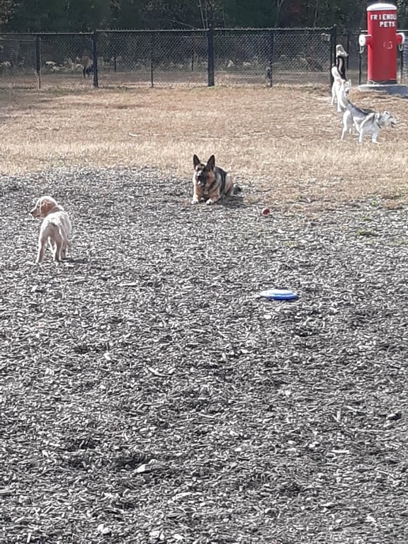 Friend Lee Pets Dog Park