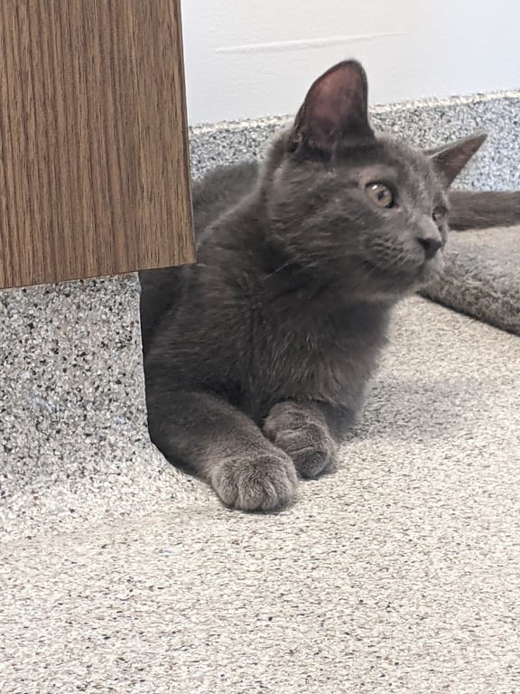 Naperville Area Humane Society