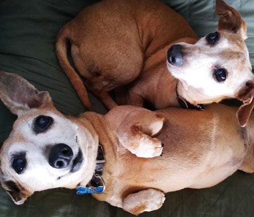 Kona Dog Care/Kona Dog Club