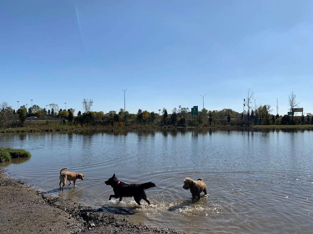 Beck Lake Off-Leash Dog Area