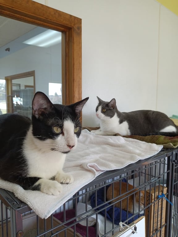 Humane Society of Decatur and Macon County