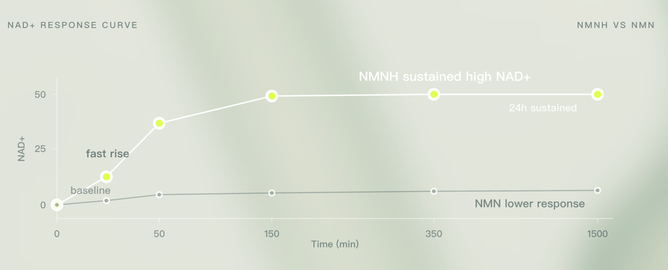 Conceptual NAD+ response curve comparing NMNH and NMN, showing NMNH with a faster rise and more sustained NAD+ support over 24 hours.