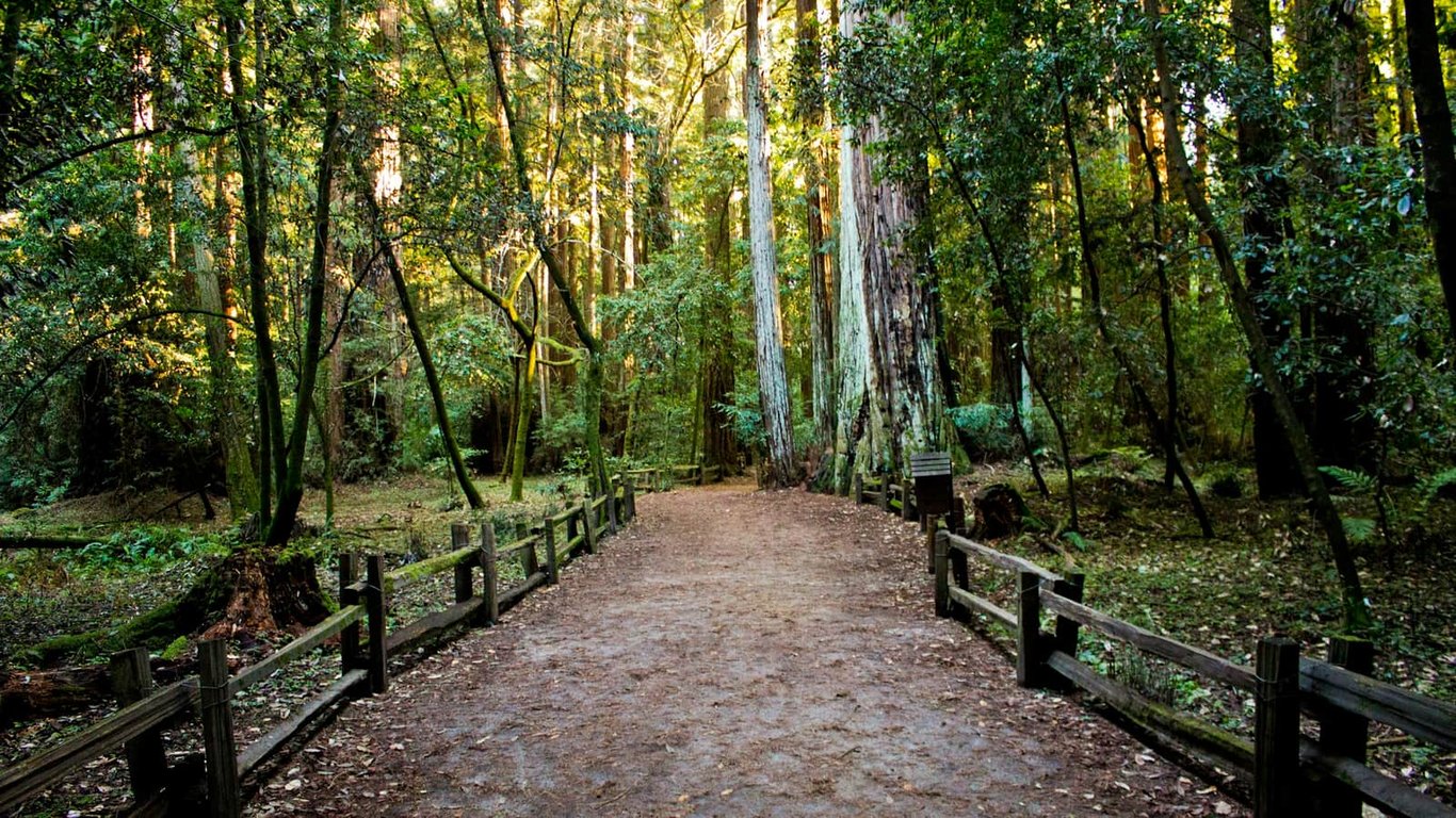 Sunlit woodland path bordered by wooden railings and tall trees.