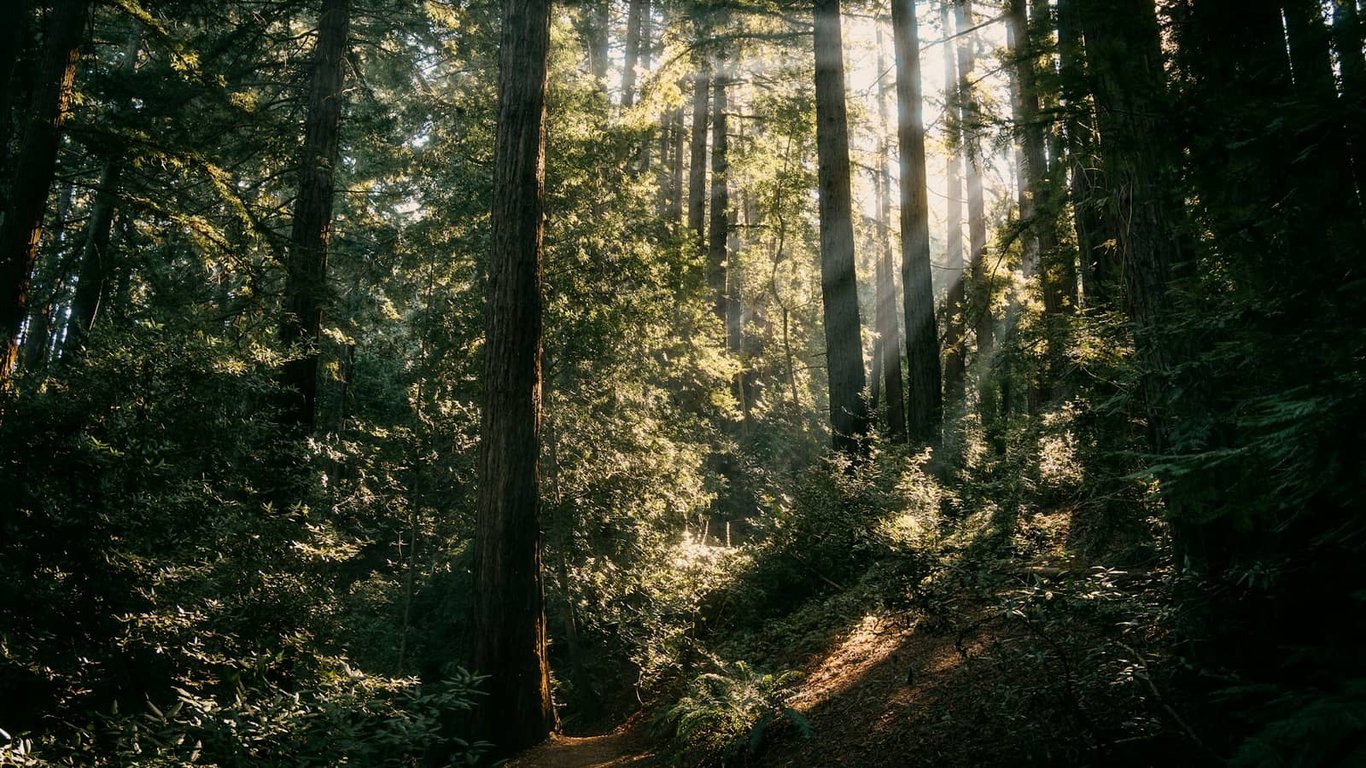 Sunlight filtering through tall trees above a narrow forest path.