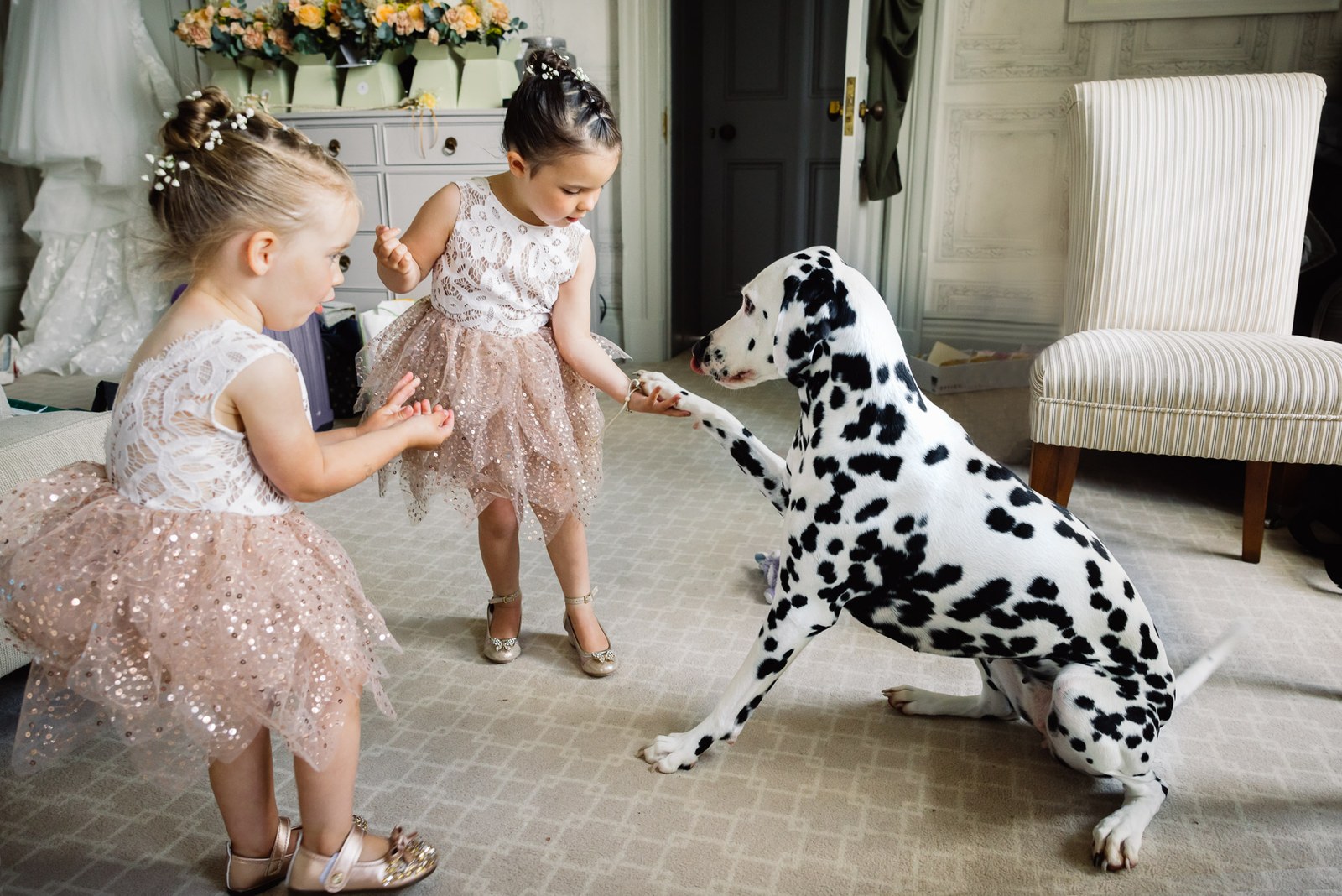 Two young flower girls reach out to greet the family Dalmatian