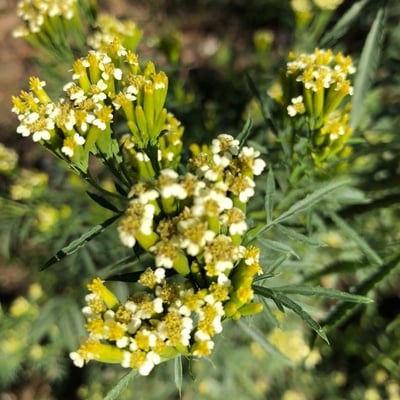 Tagetes minuta — flower