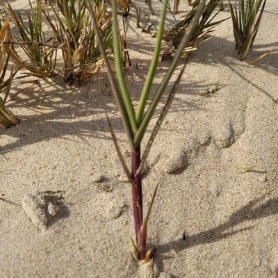 Distichlis spicata — leaf