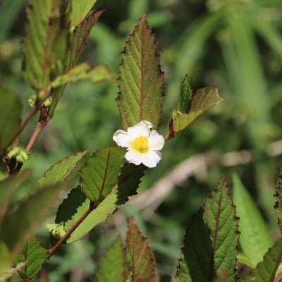 Sida rhombifolia — flower