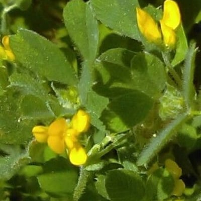 Medicago polymorpha — flower