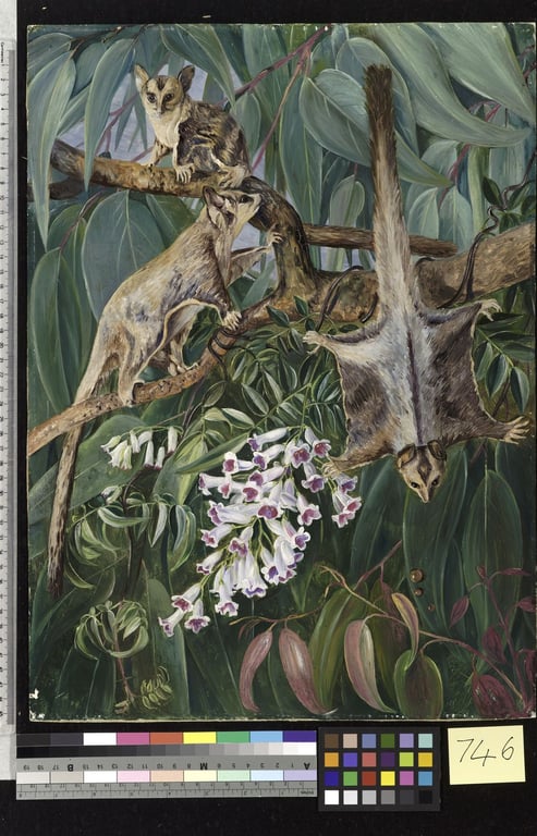 Eucalyptus amygdalina