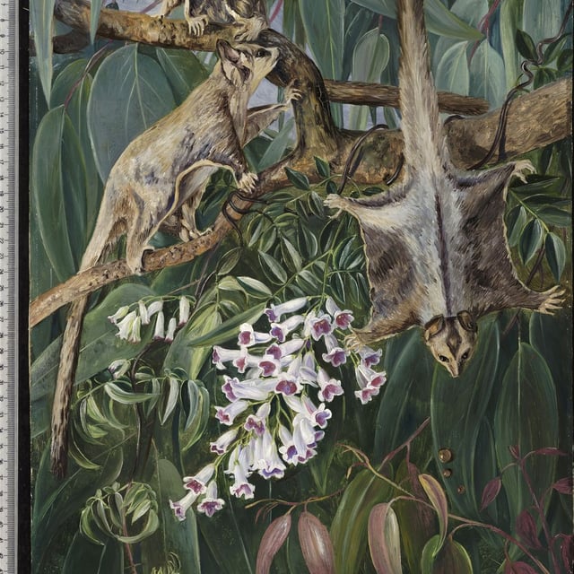 Eucalyptus amygdalina
