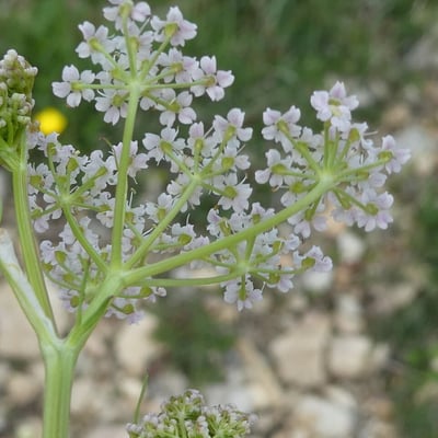 Carum carvi — flower