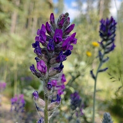 Oxytropis lambertii — flower