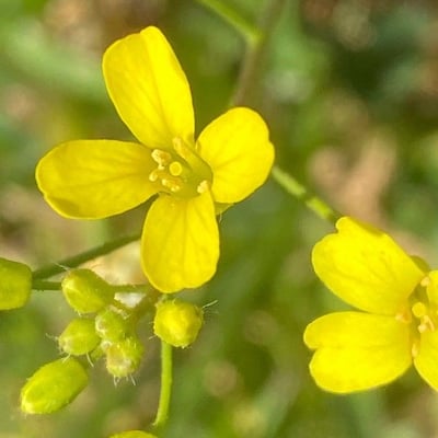 Bunias erucago — flower