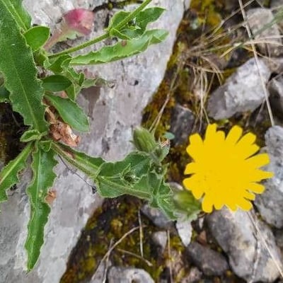Hieracium humile — flower
