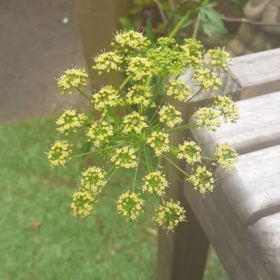 Petroselinum crispum — flower