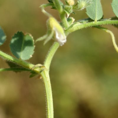 Cicer arietinum — flower