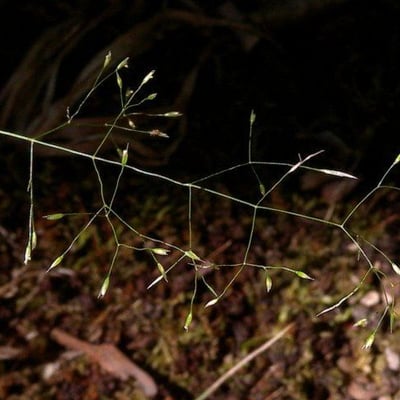 Agrostis perennans — habit