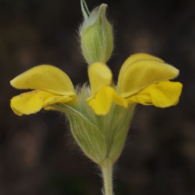 Phlomis lychnitis — flower