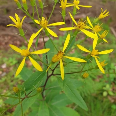 Senecio nemorensis — flower