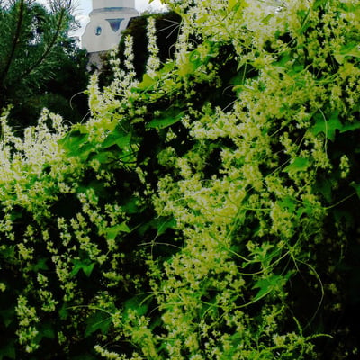Echinocystis lobata — flower