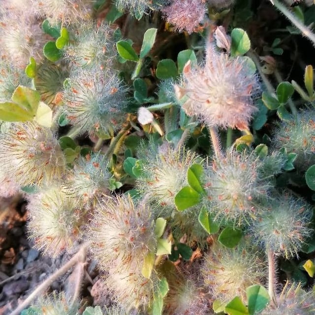 Trifolium cherleri — flower