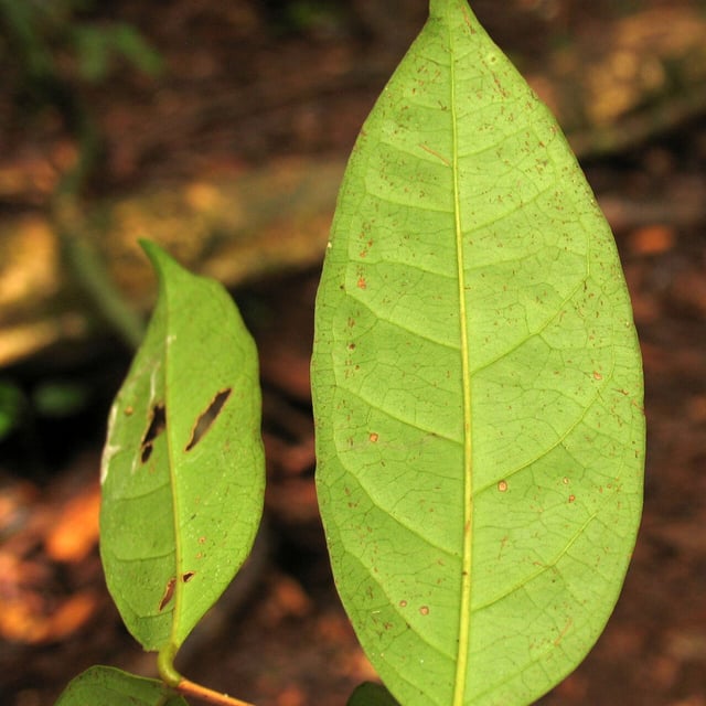 Eugenia florida — leaf