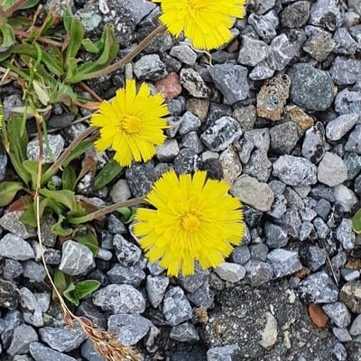 Hieracium alpinum — flower