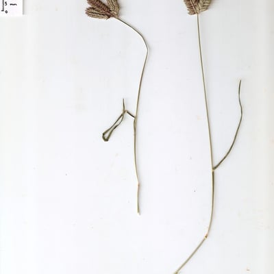 Eleusine tristachya — flower