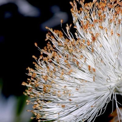Pseudobombax septenatum — flower
