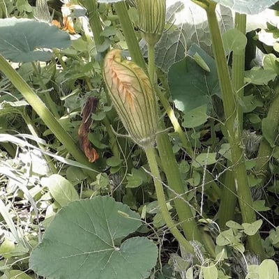 Cucurbita maxima — flower