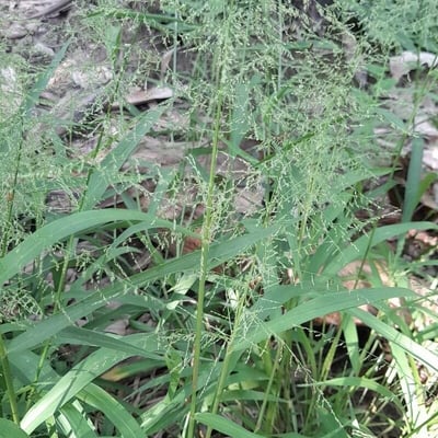 Panicum maximum — flower