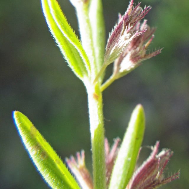 Micromeria graeca — flower