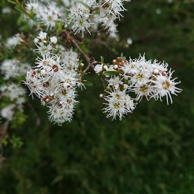 Kunzea ambigua — flower